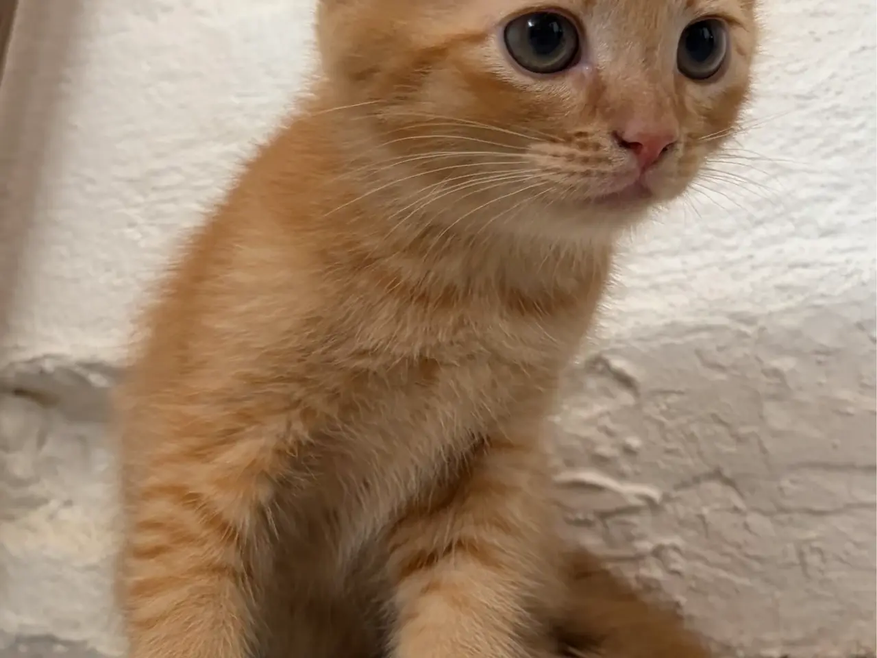 Billede 4 - Halv British Shorthair