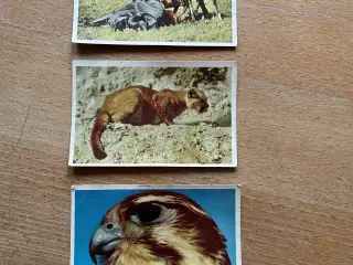 Richs fra naturens verden, 3 stk kort