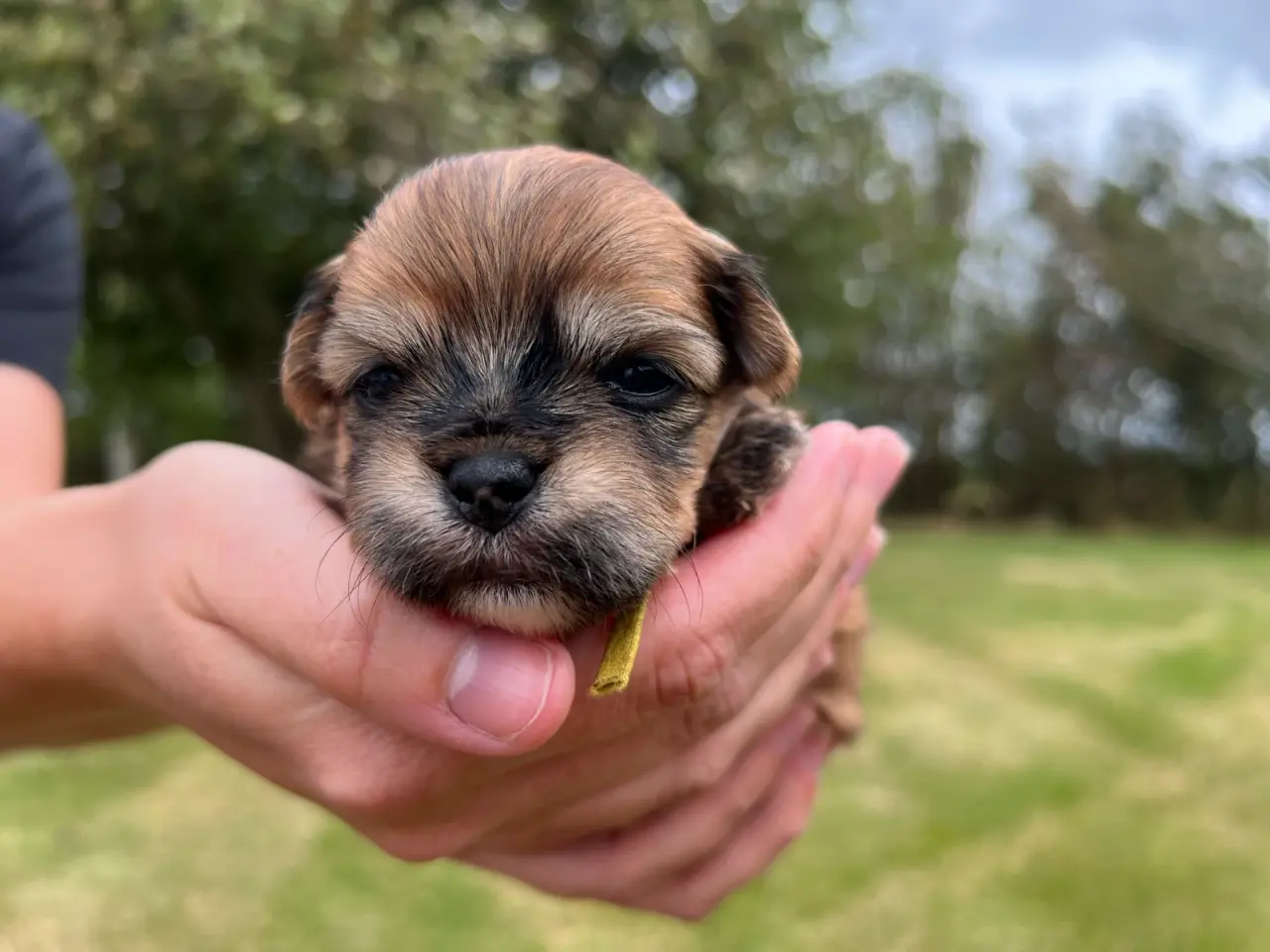 Billede 4 - Havanais - shihtzu