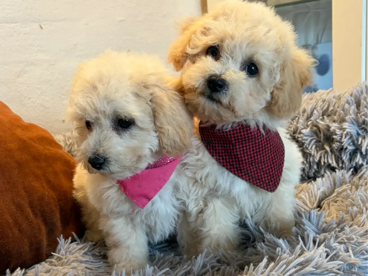 Billede 18 - smukkeste små mini Maltipoo babyer