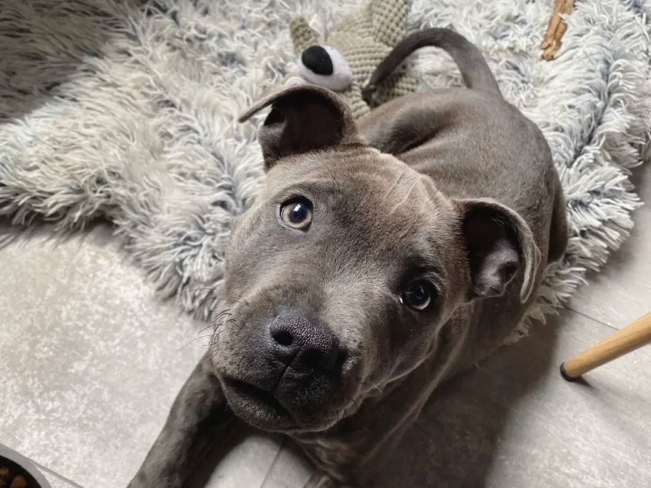 Billede 3 - Kun til parring - staffordshire bullterrier