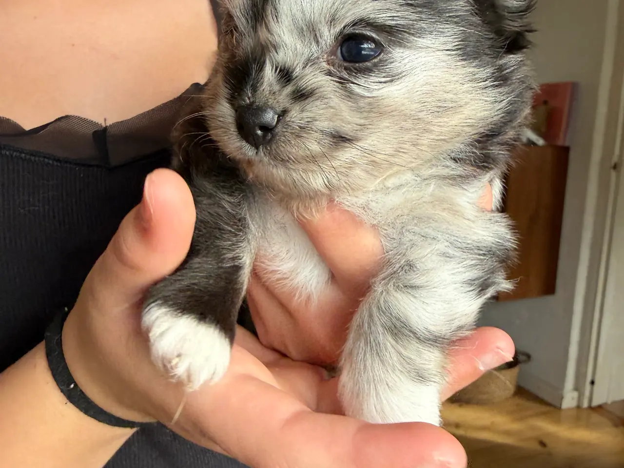 Billede 6 - Pomchi lille fyr