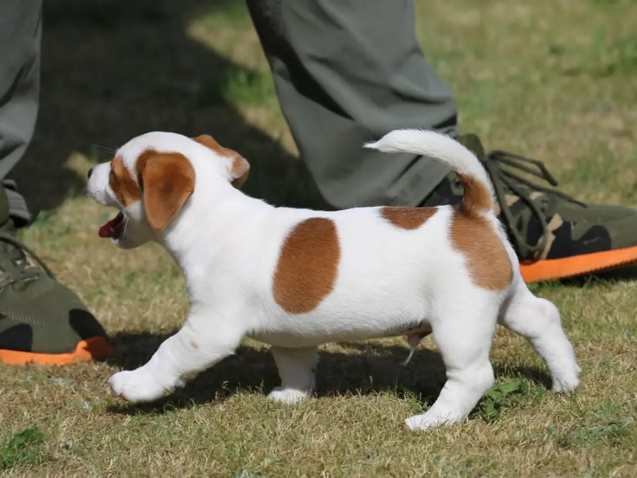 Billede 6 - DKK Jack Russell hvalpe – 1 han tilbage "Birk"