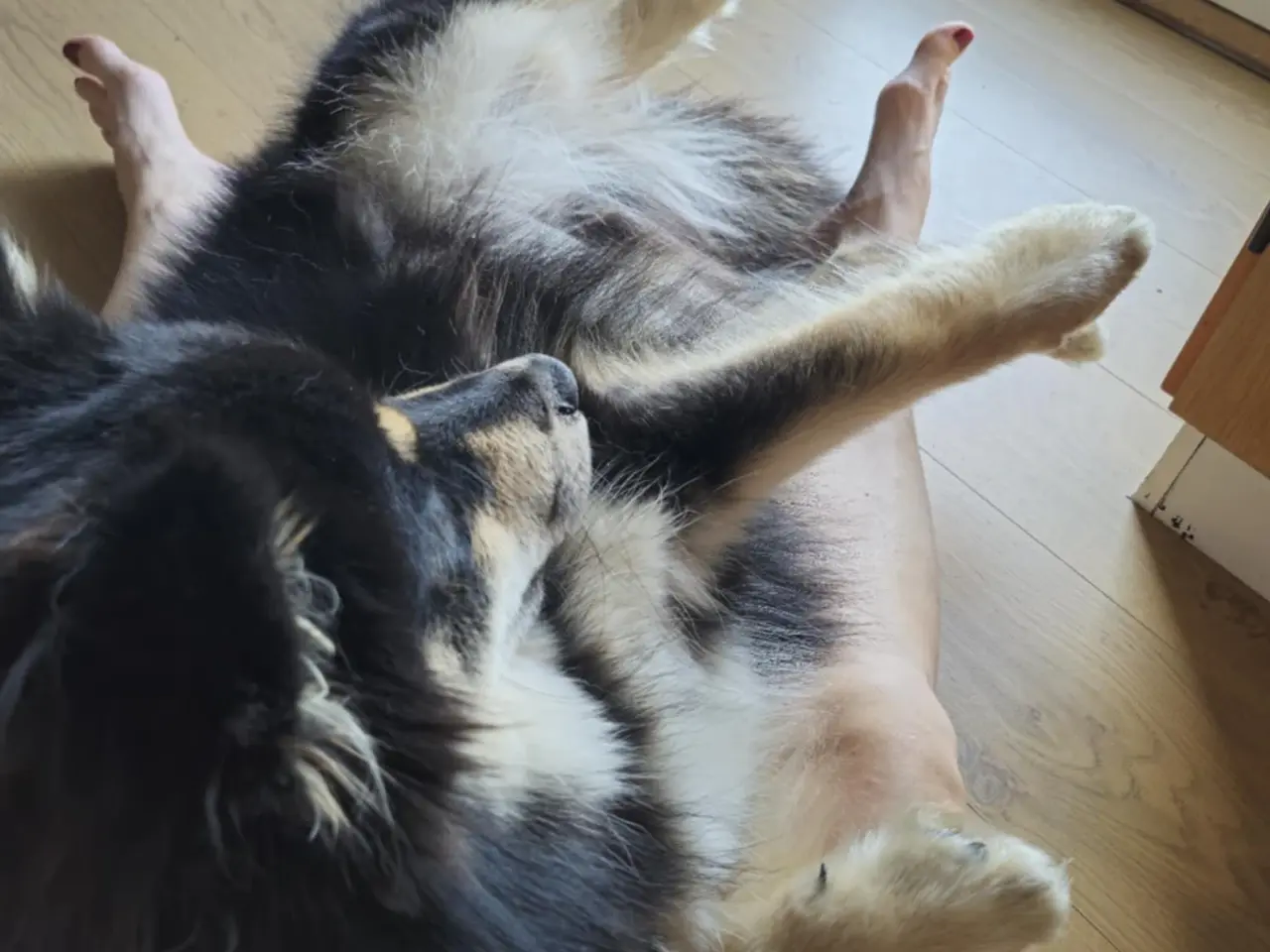 Billede 6 - Louie (ren finsk lapphund) søger nyt hjem