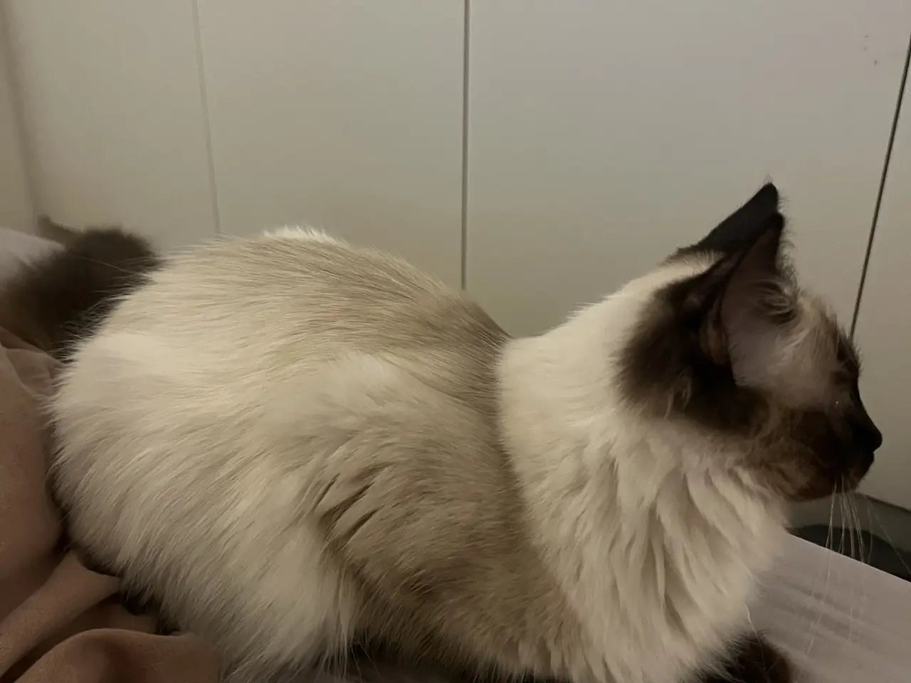 Billede 4 - Social Ragdoll, med azurblå øjne, søger nyt hjem.