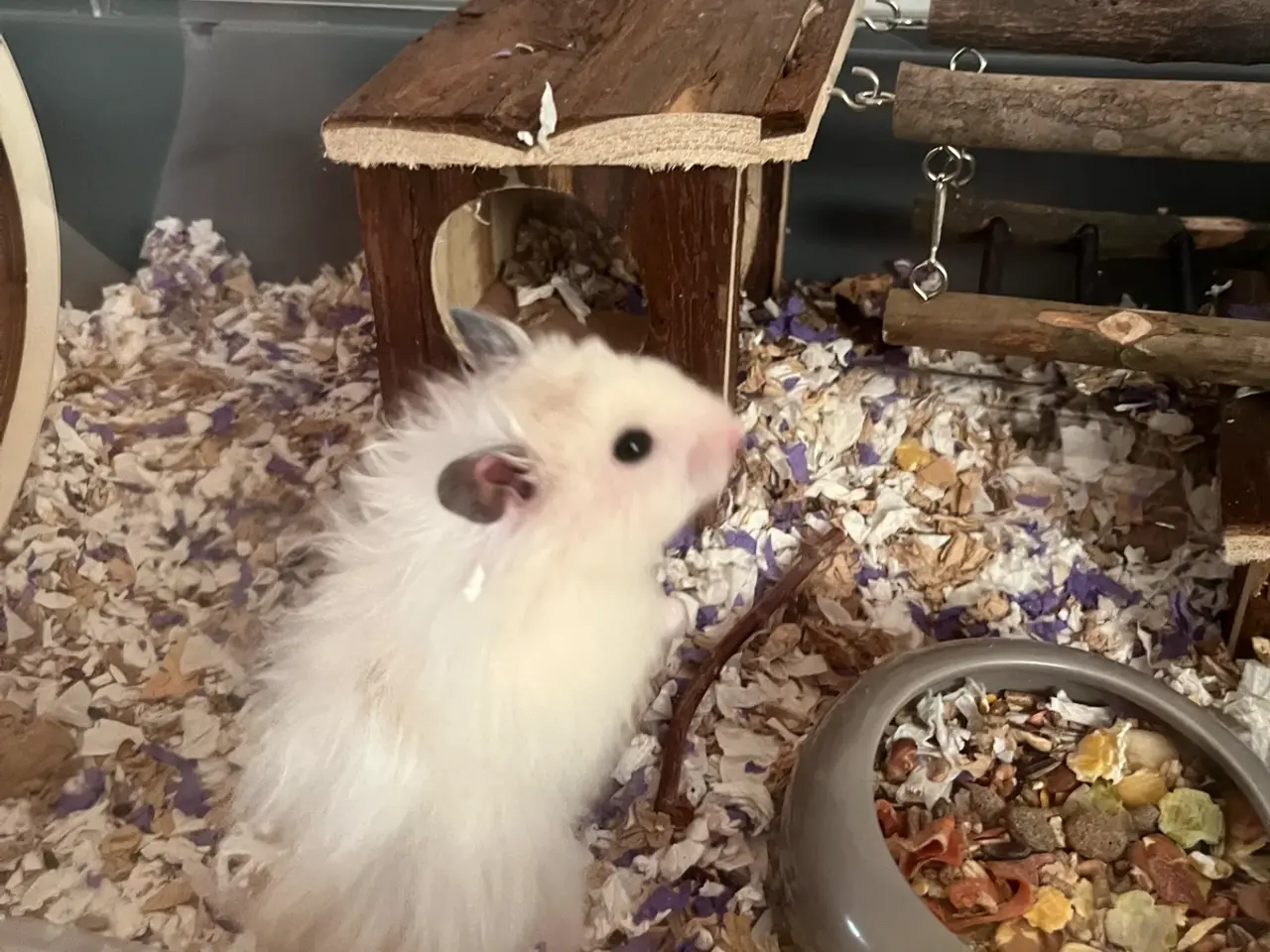 Billede 1 - Guldhamster dreng
