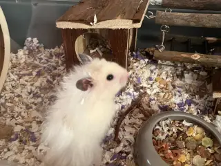 Guldhamster dreng