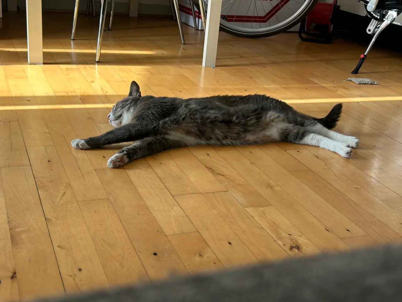 Billede 2 - Søde katte 