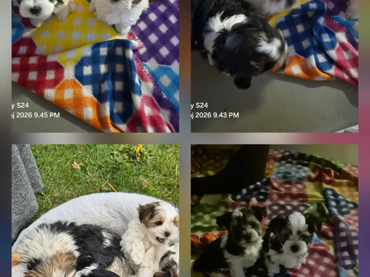 Billede 2 - Biewer Morkie hvalpe.