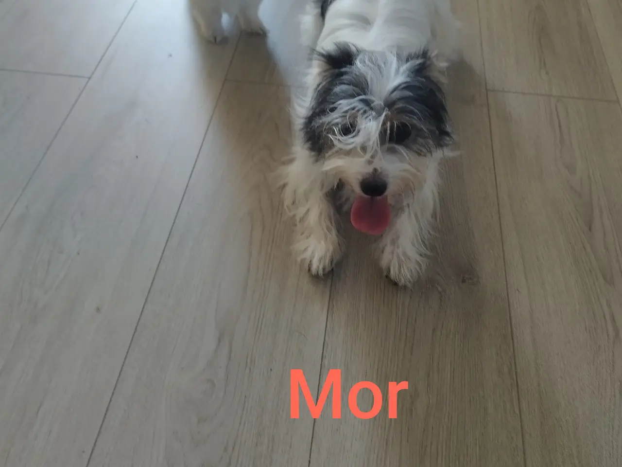 Billede 5 - Malteser/Coton de Tulear 