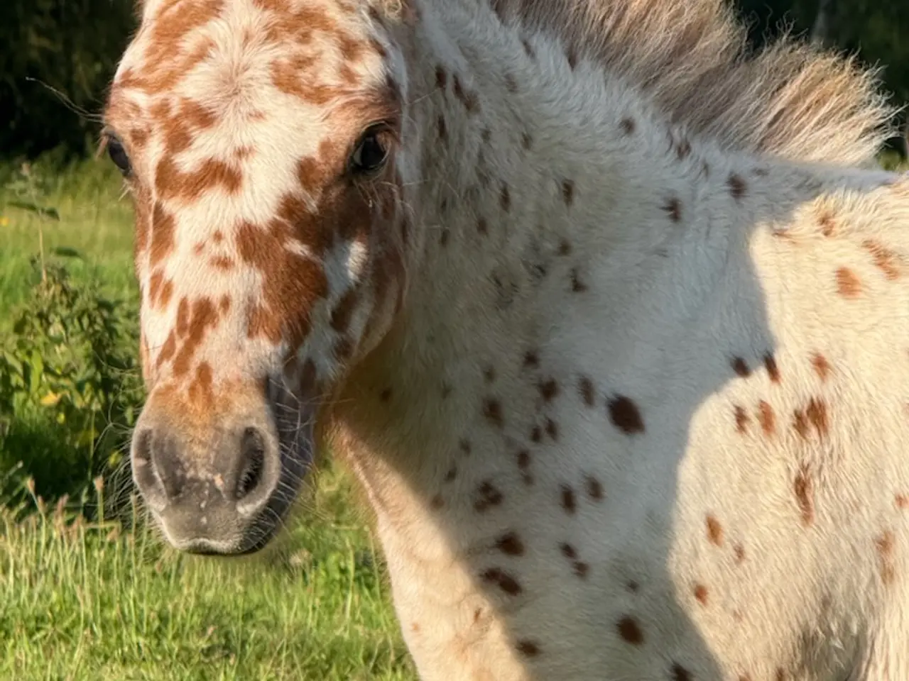 Billede 4 - 1 års Knabstrupper hingst