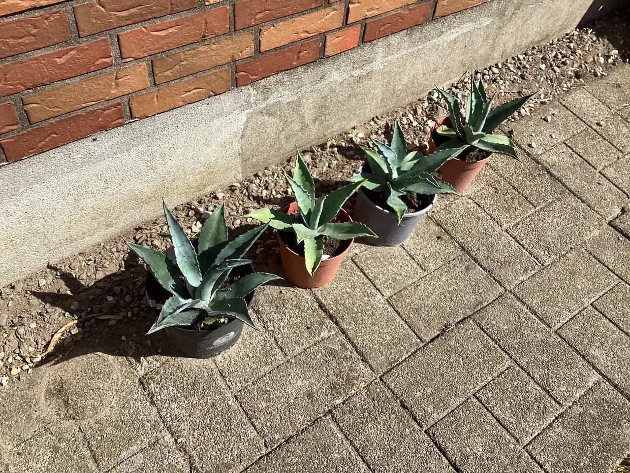 Billede 8 - Store flotte Agaver størrelse fra 30 til 90 cm.