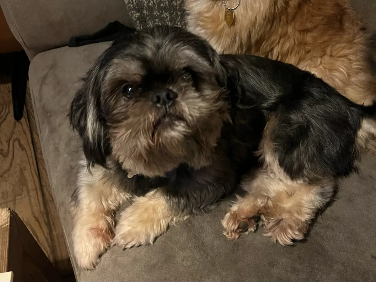 Billede 4 - Shih Tzu hvalpe 