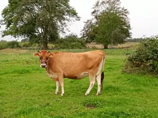 Skøn Jersey ko og kvie