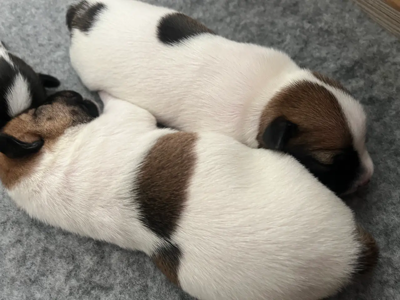 Billede 6 - Skønneste Jack russel hvalpe