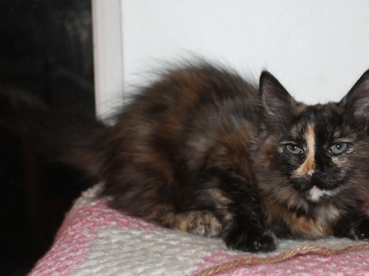 Billede 10 - 🍂 Hun ligner en varm efterårsdag 🌸 Maine Coon 🌸