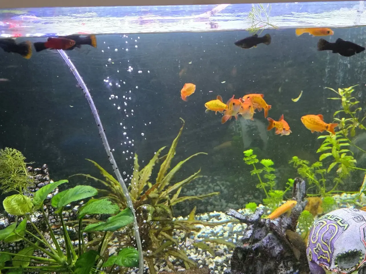 Billede 2 - Juveler Akvarie 340 L
