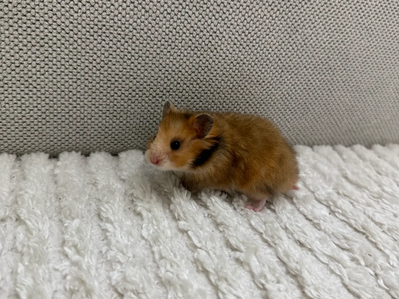 Billede 2 - Guldhamster unge