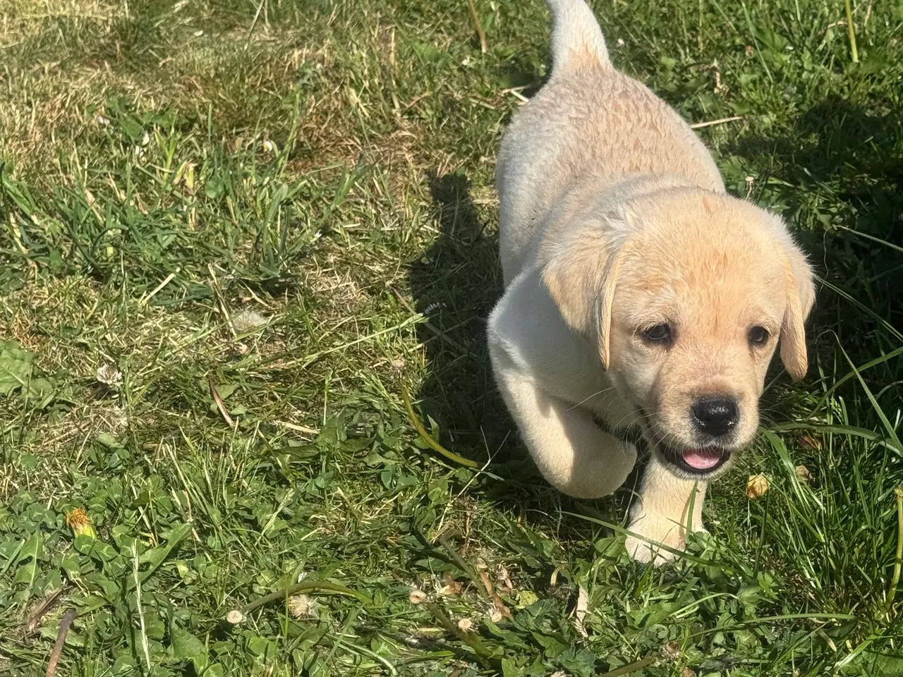 Billede 2 - Hunde hvalpe