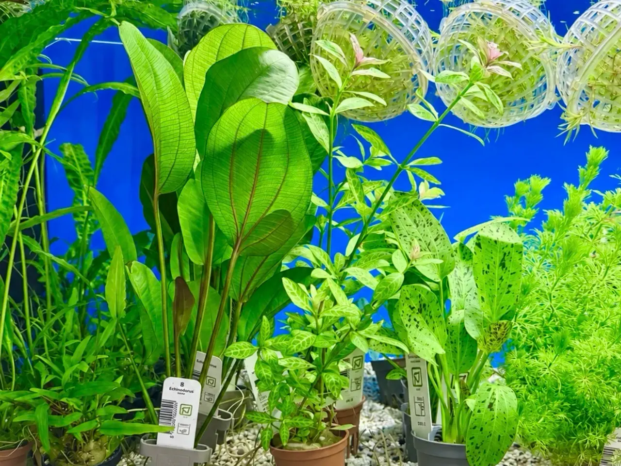 Billede 1 - 🩷 Wow mange flotte akvarieplanter 🩷