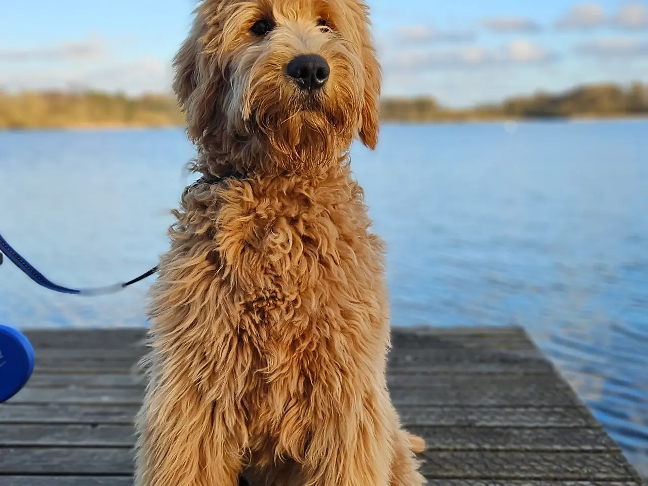Billede 13 - Goldendoodle hvalpe