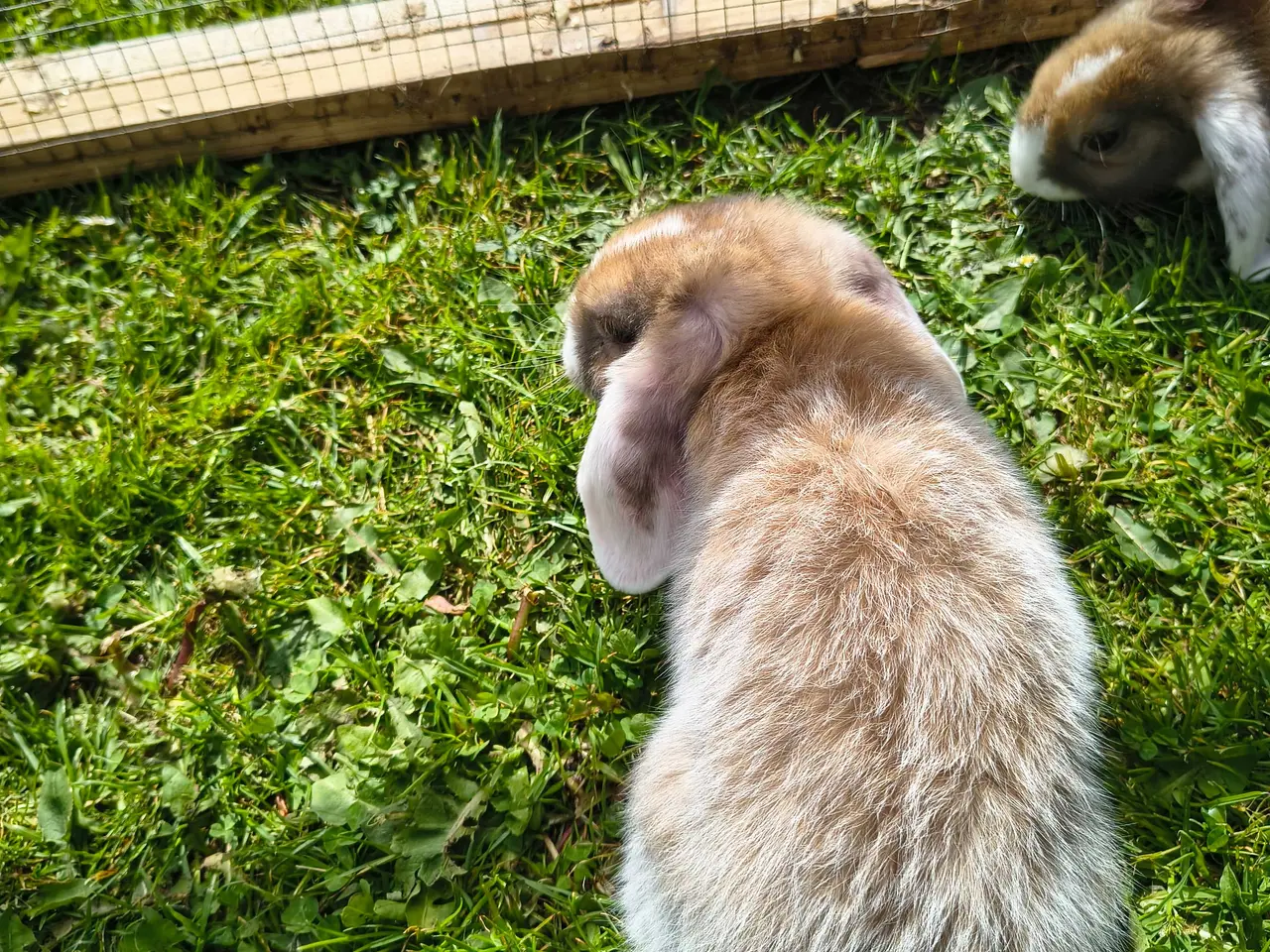 Billede 6 - Dværg vædder/Mini lop