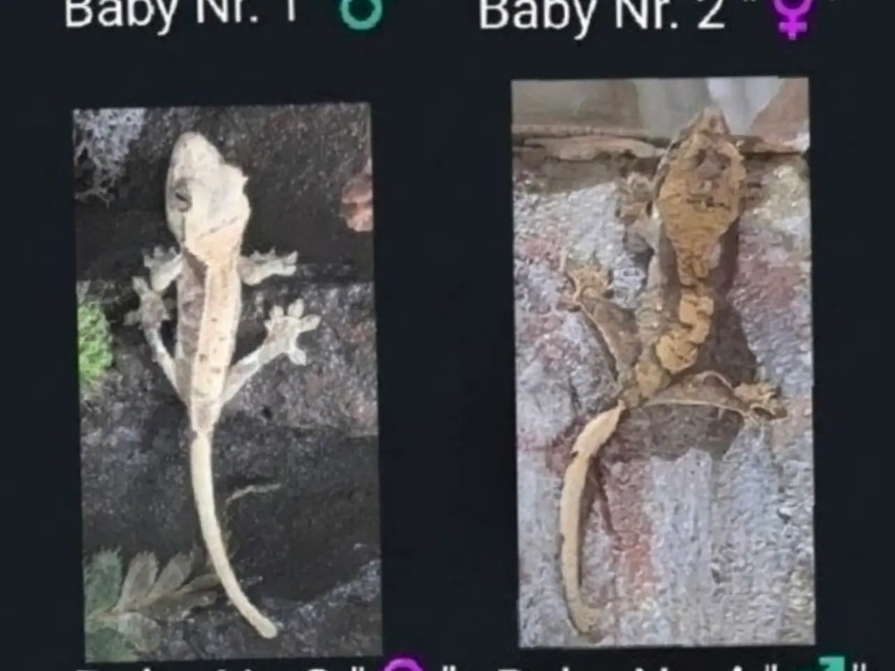 Billede 1 - Kronegekko babyer sælges 