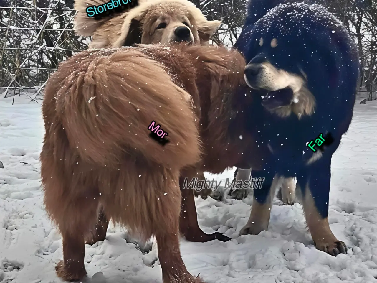 Billede 7 - Tibetansk Mastiff tæver 