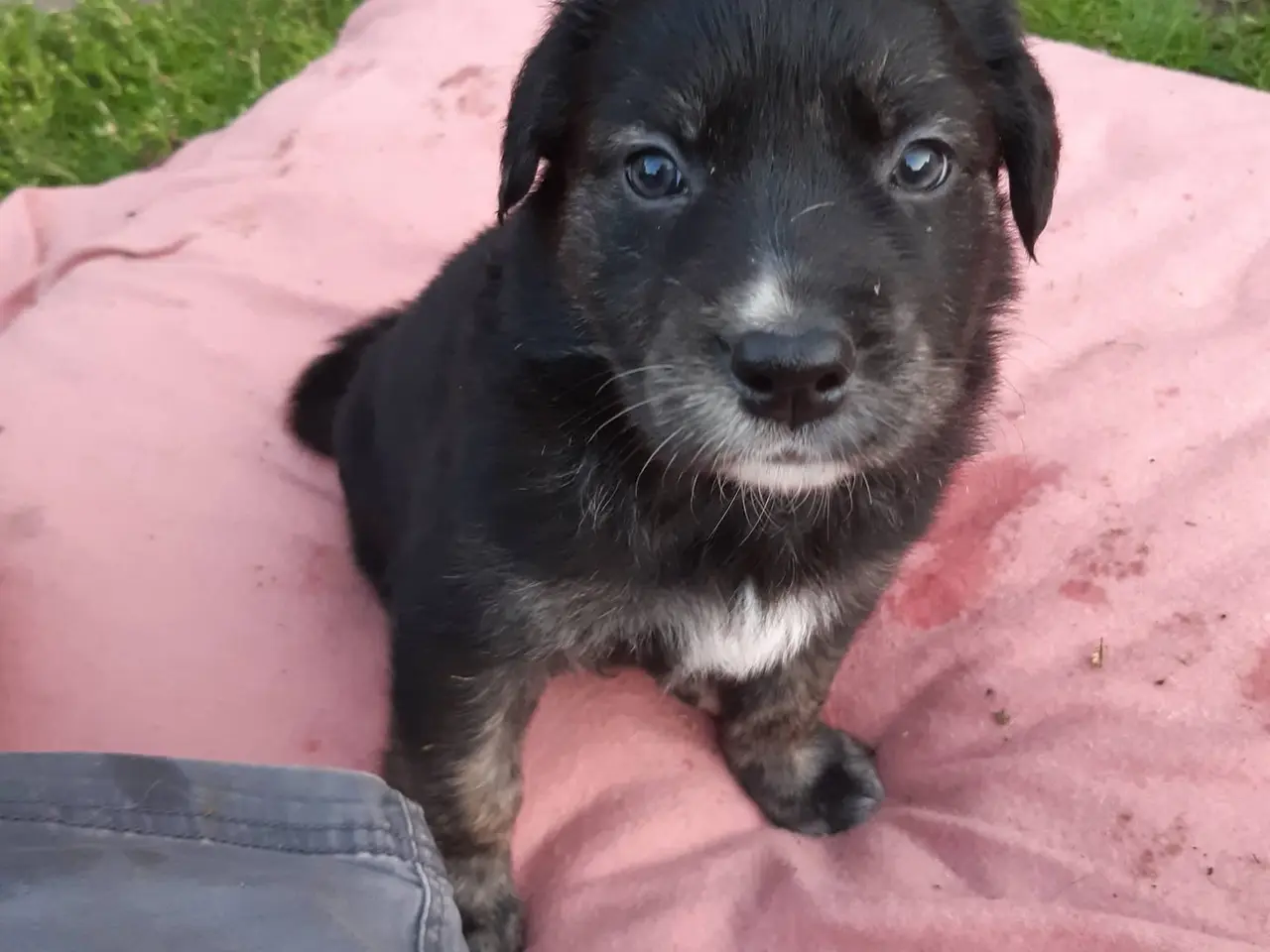 Billede 5 - Golden Retriever Border Collie blanding 