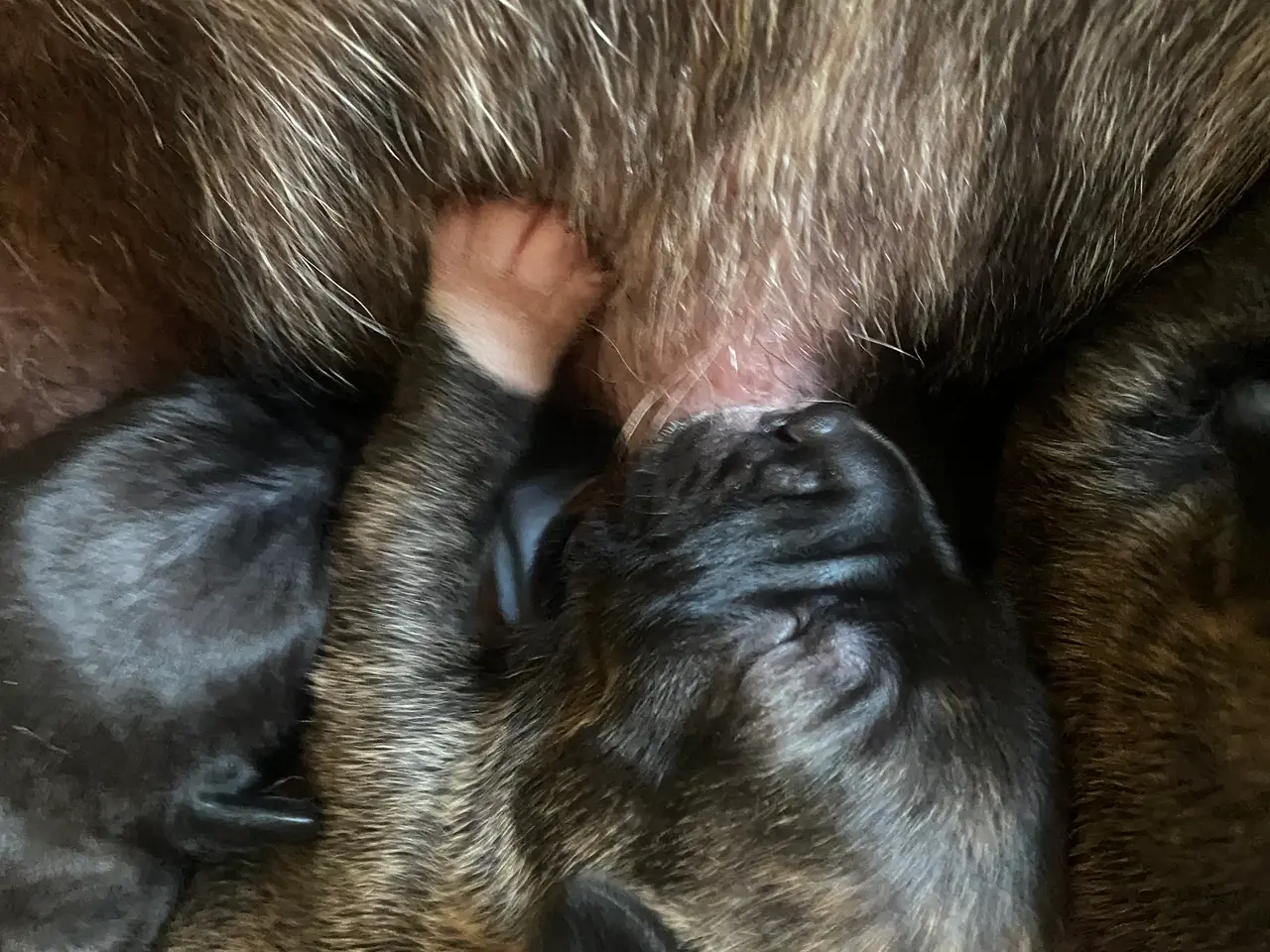 Billede 5 - Presa canario blanding