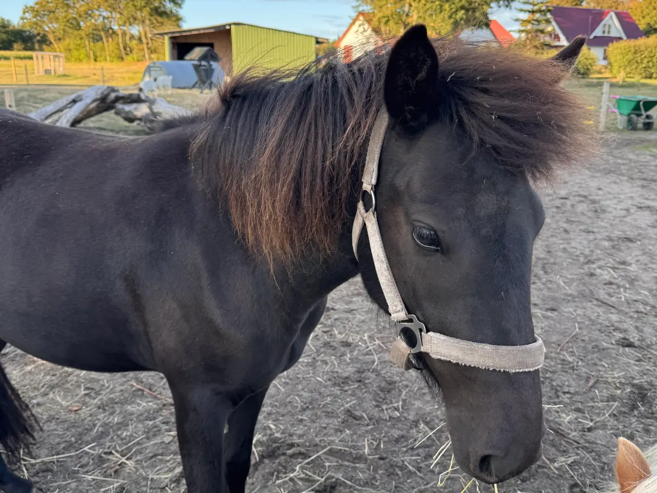 Billede 1 - 2-årig islænder
