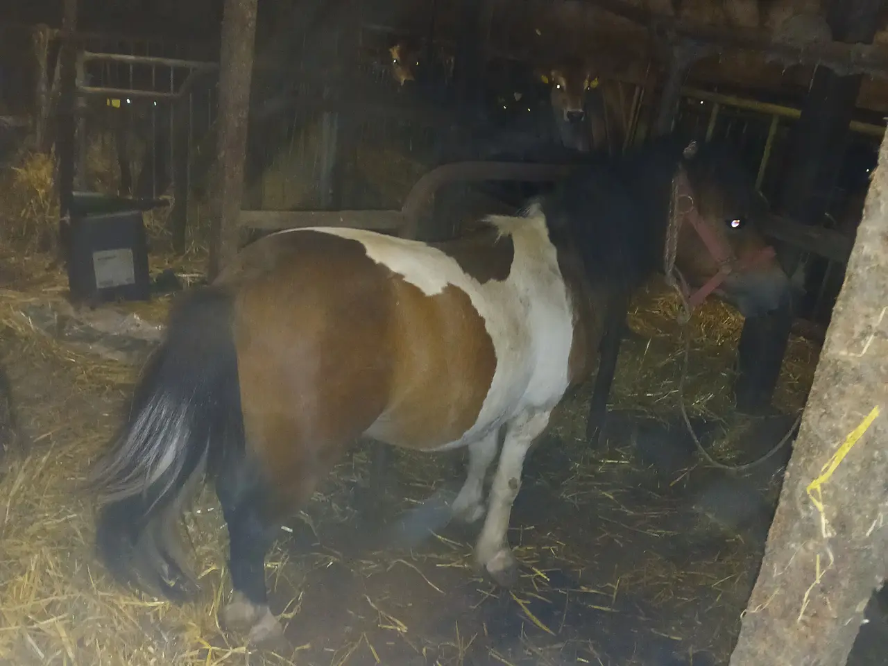 Billede 1 - Brun broget vallak 