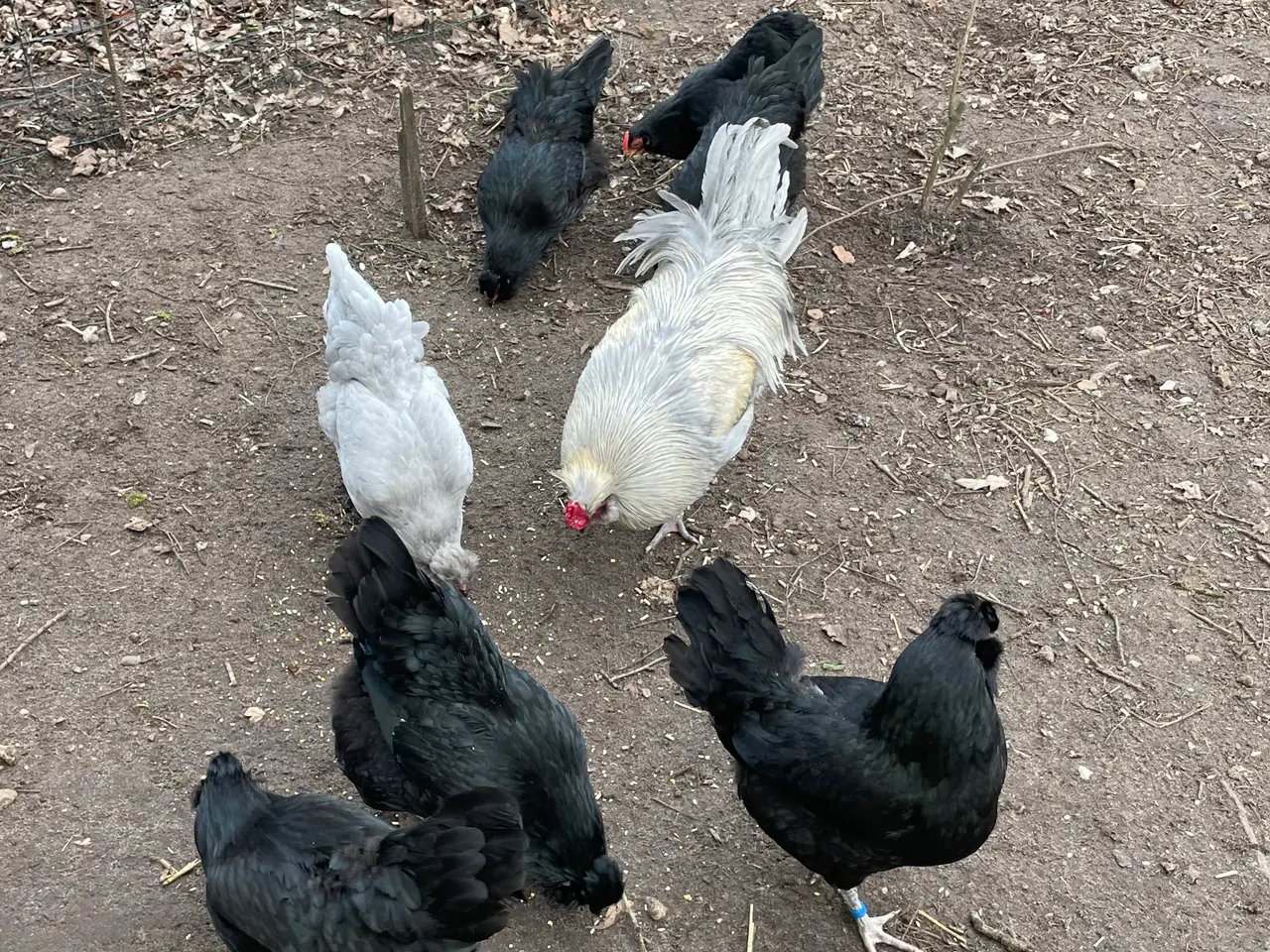 Billede 13 - Engelsk Araucana kyllinger