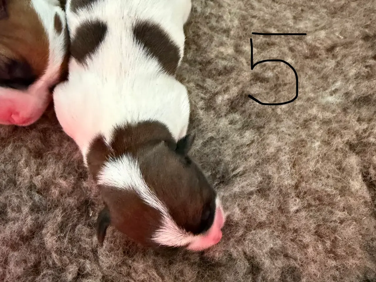 Billede 8 - 7 fine Jack russel hvalpe 🐶