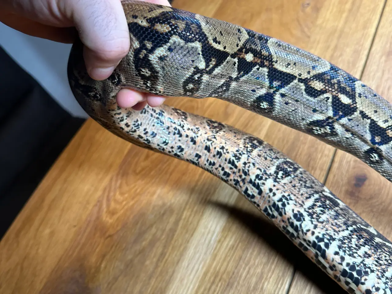 Billede 9 - Boa1.0wildtype100%het leopard100%het Albino kahl