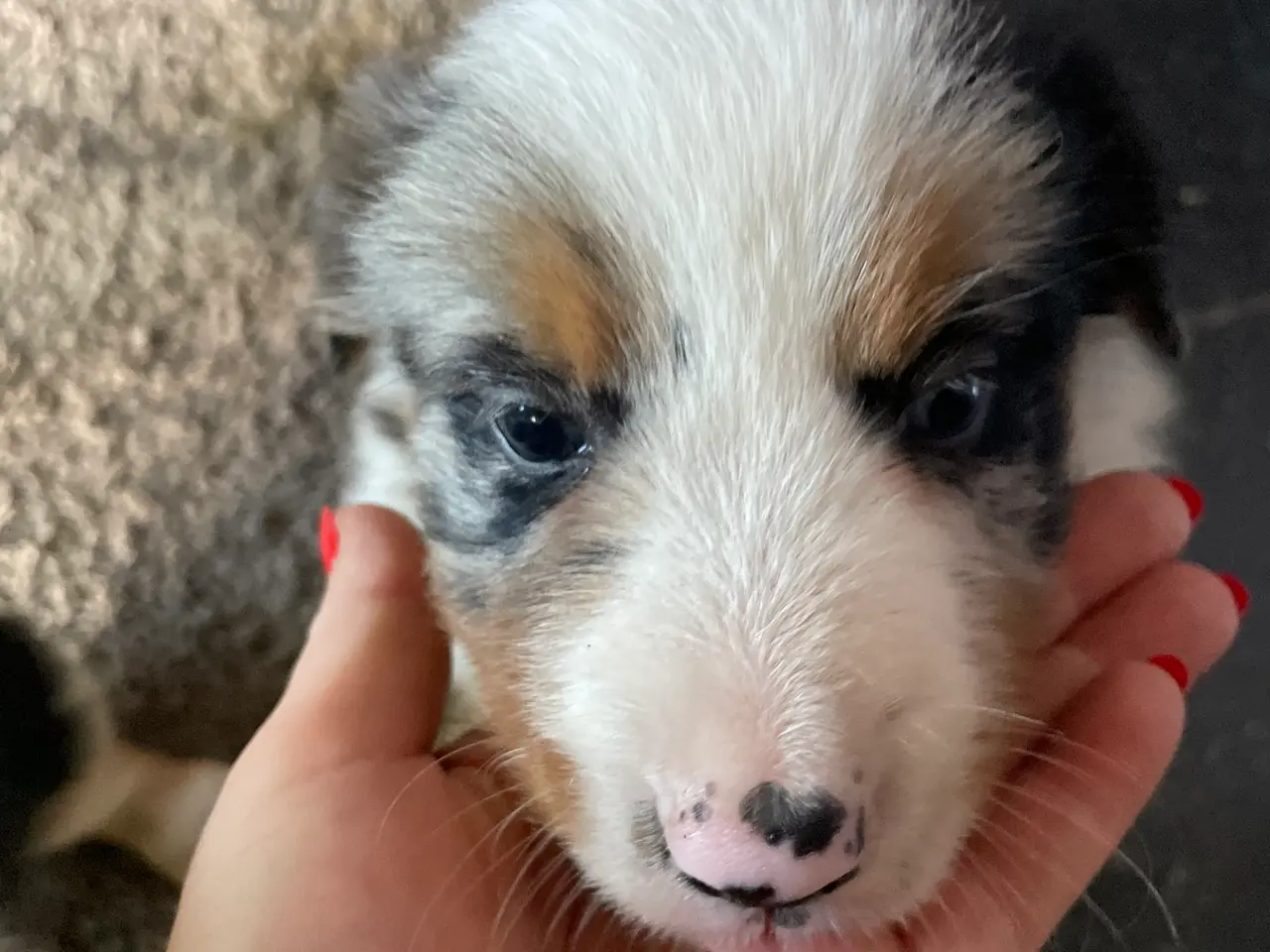 Billede 11 - Border Collie hvalpe