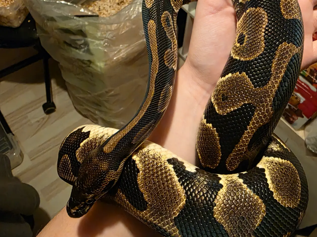 Billede 2 - Kongepython