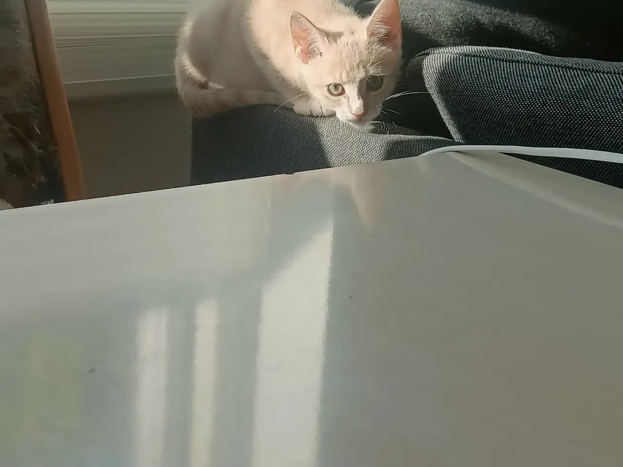Billede 2 - Lille Katte søger ny hjem 