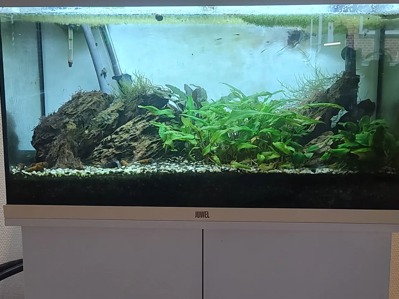 Billede 1 - Juwel Rio 125L akvarium (hvid) m. EHEIM filter