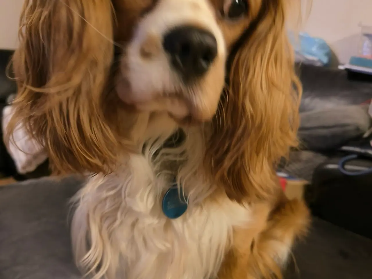 Billede 1 - King charles cavalier 