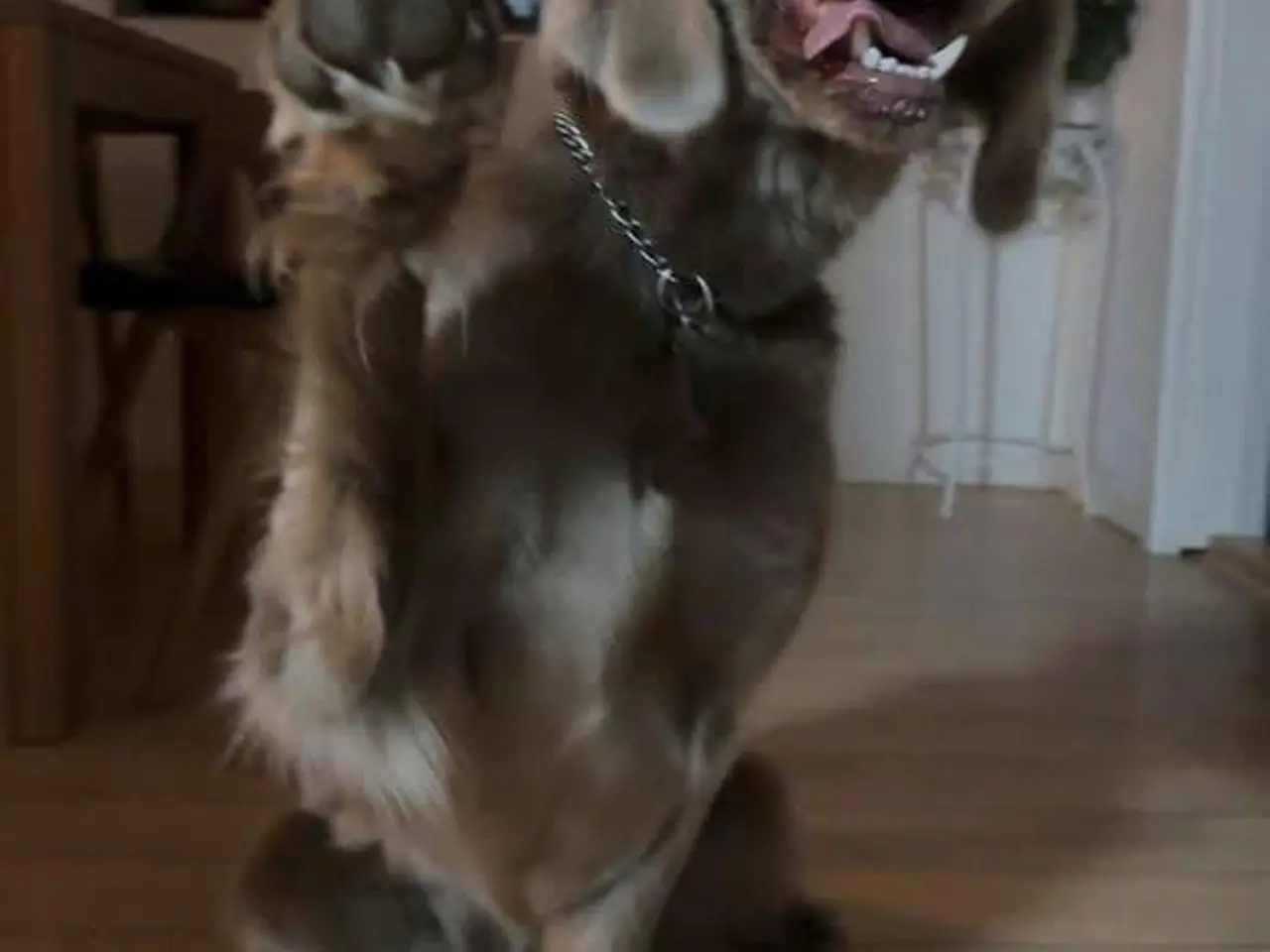 Billede 2 - Langhåret Weimaraner hvalpe