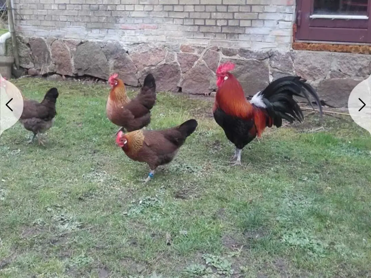Billede 4 - Landhøns og Barnevelder 