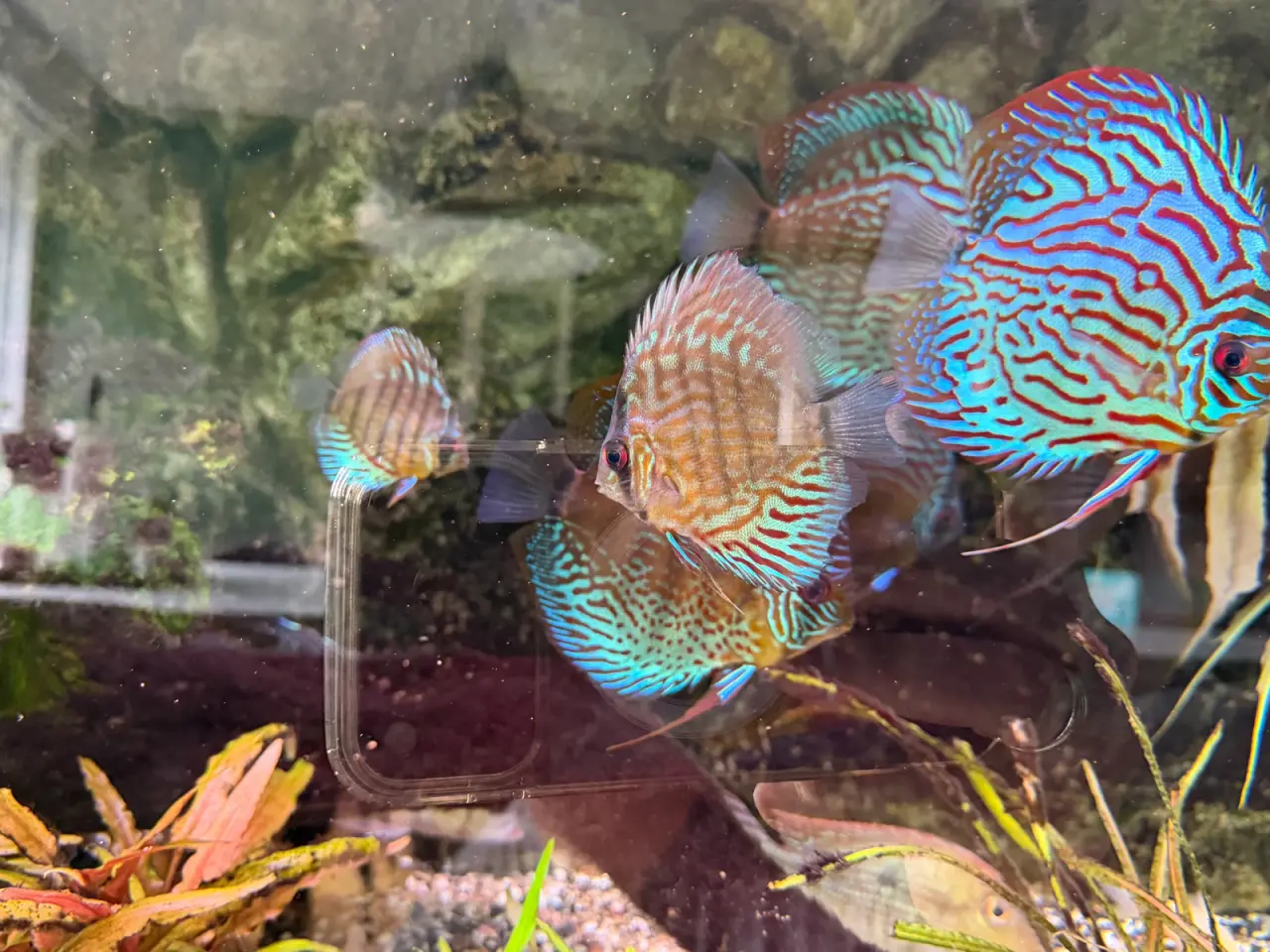 Billede 2 - Discus red turquoise x red spotted green