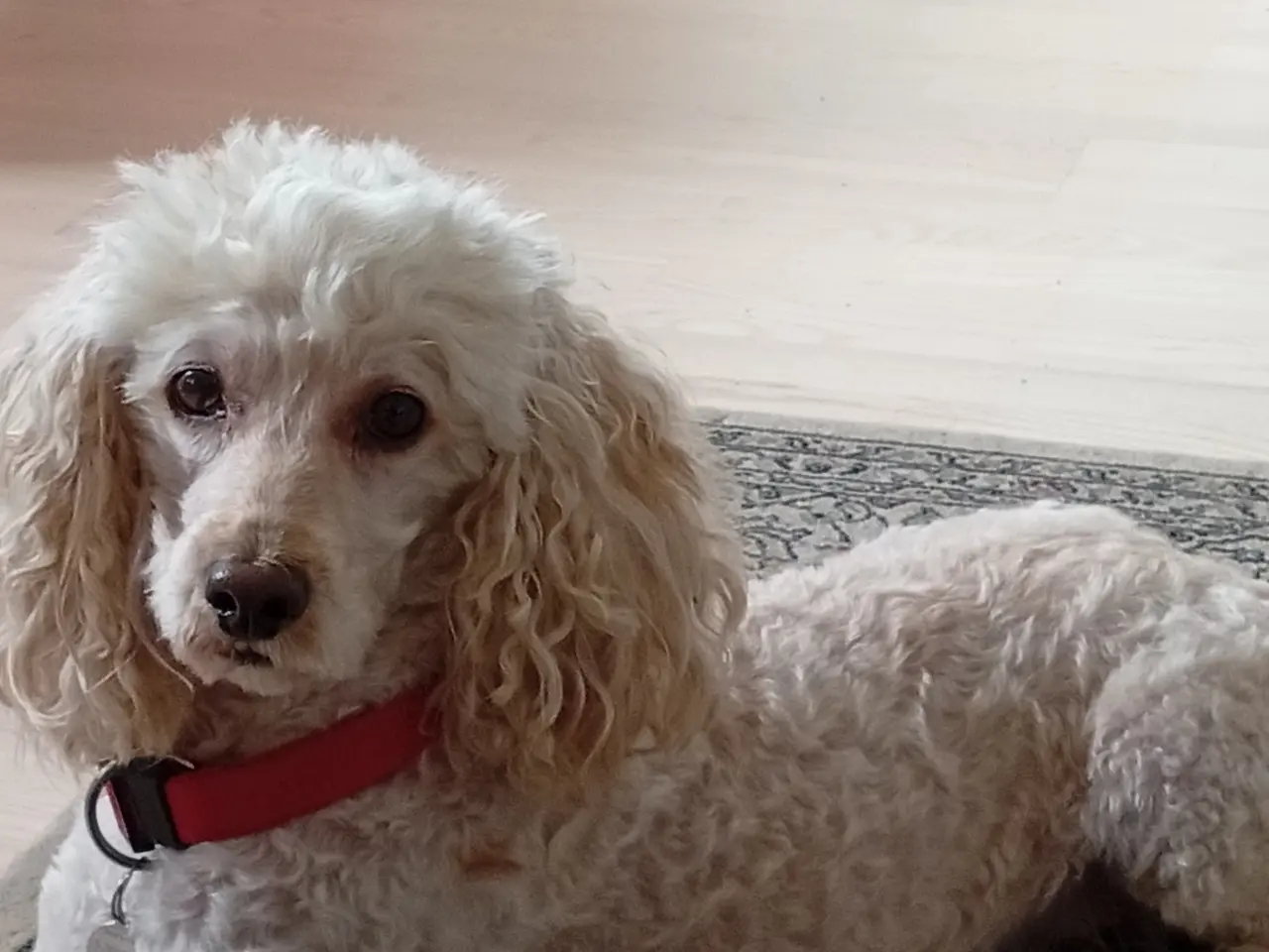Billede 1 - Puddel hund, voksen. Renlig, familiehund