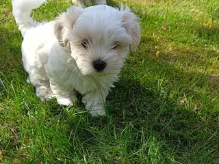 🐶 Søde hvalpe søger deres rette familie! 🐶 - 3