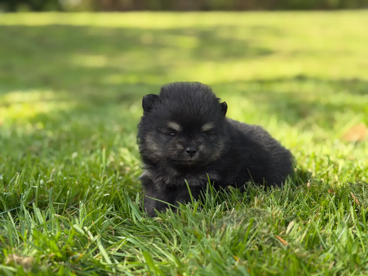 Billede 16 - Skønneste lille Pomeranian han