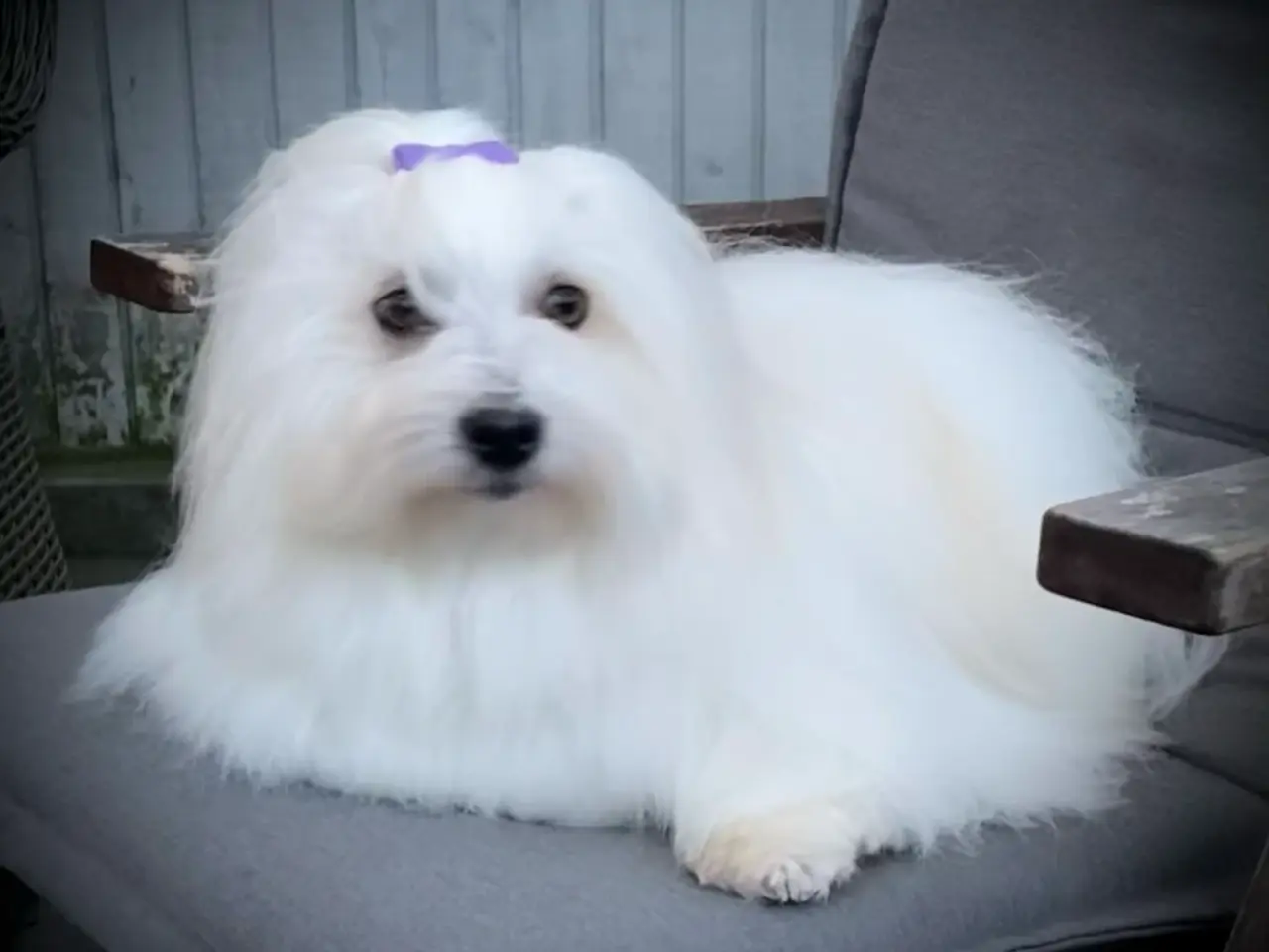 Billede 2 - Coton de Tulear med DKK stamtavle