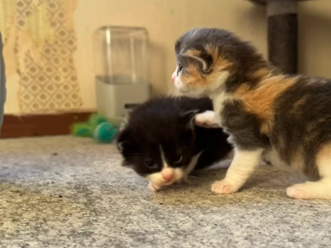 Billede 10 - 🖤Nuttet Maine Coon/Ragdoll hankilling🖤