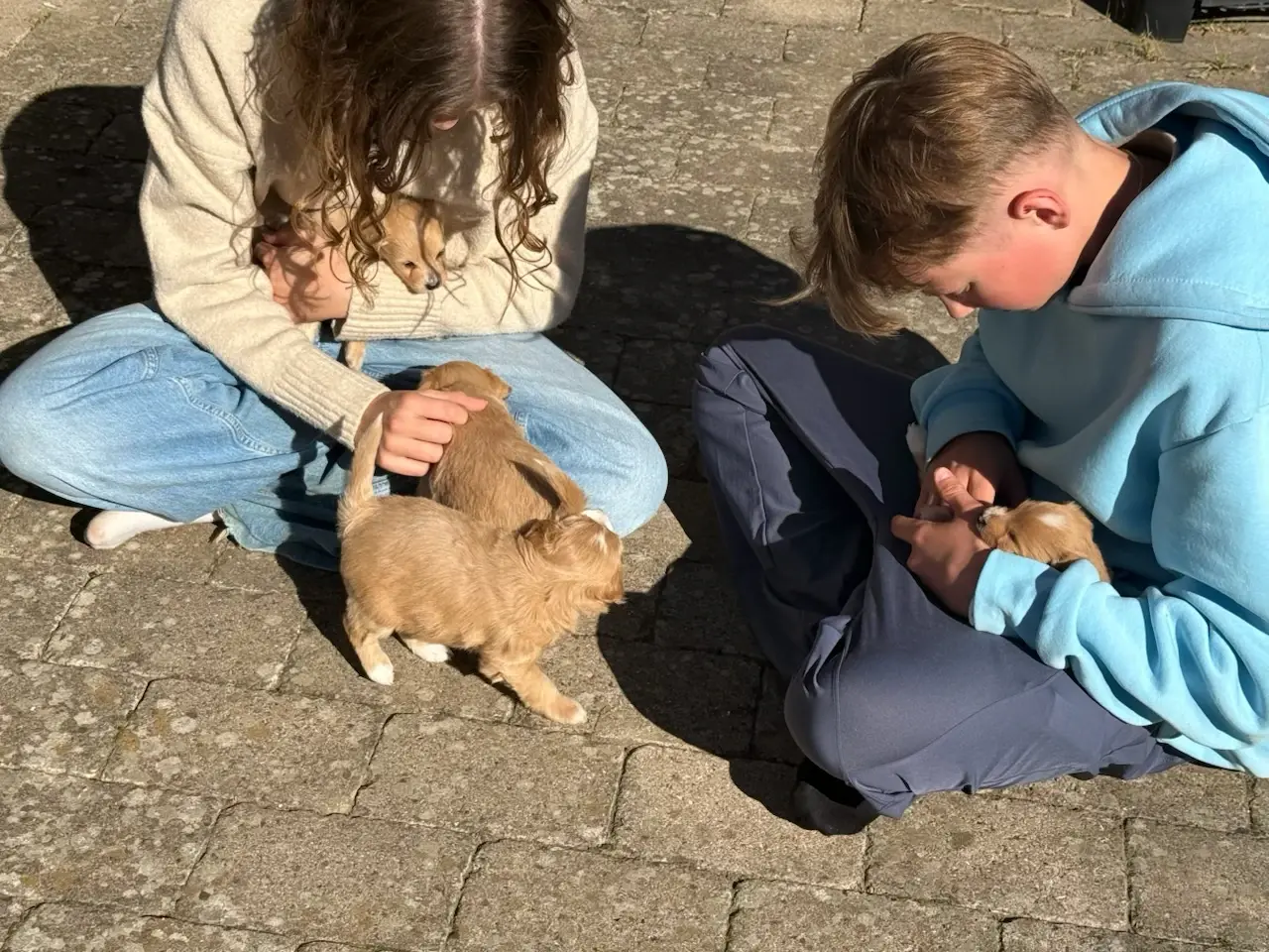 Billede 18 - Mittelpoo hvalpe mittelspitz/ puddel