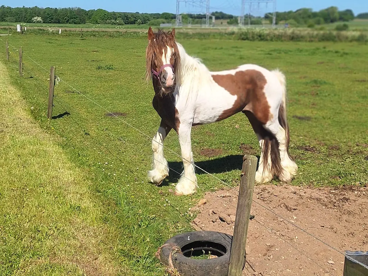 Billede 2 - Hingst krysning sælges